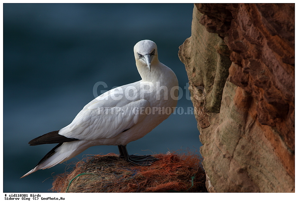 ��������, ��������, �����, �����, ��������, �����������, ������� �����, ������� �����, XYZ, ��������, Sulidae, �������� �����, Morus bassanus, Sula bassana