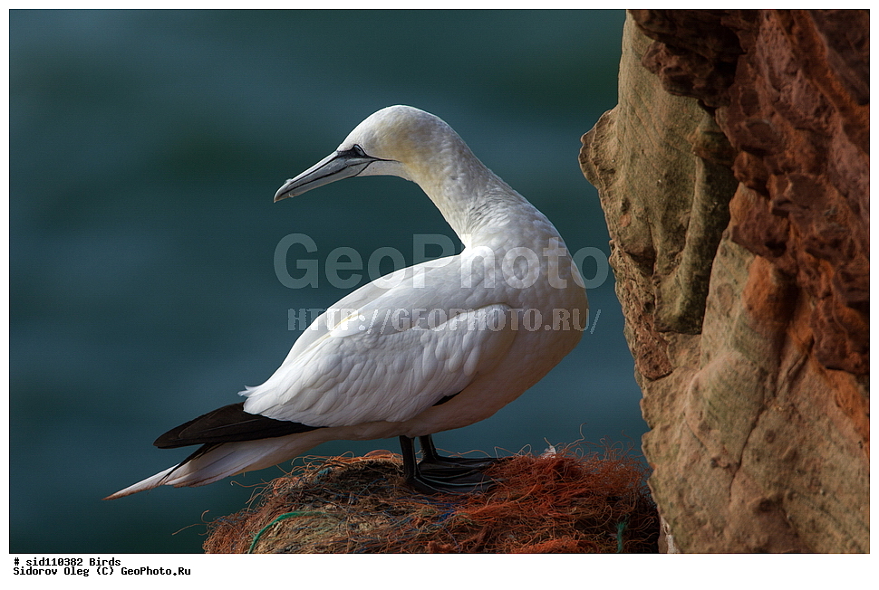 ��������, ��������, �����, �����, ��������, �����������, ������� �����, ������� �����, XYZ, ��������, Sulidae, �������� �����, Morus bassanus, Sula bassana