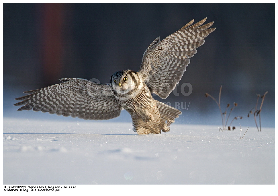 ����������� �������, ��������, ��������, �����, �����, ��������, �����������, ������ �����, ������ �����, XYZ, �������, ��������� ����, Strigidae, ���������� ����, Surnia ulula