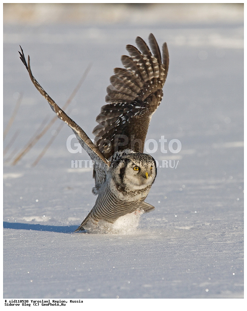 ����������� �������, ��������, ��������, �����, �����, ��������, �����������, ������ �����, ������ �����, XYZ, �������, ��������� ����, Strigidae, ���������� ����, Surnia ulula