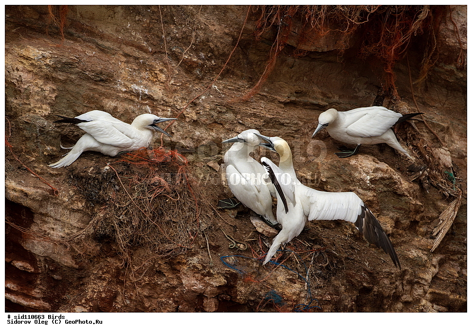 ��������, ��������, �����, �����, ��������, �����������, ������� �����, ������� �����, XYZ, ��������, Sulidae, �������� �����, Morus bassanus, Sula bassana