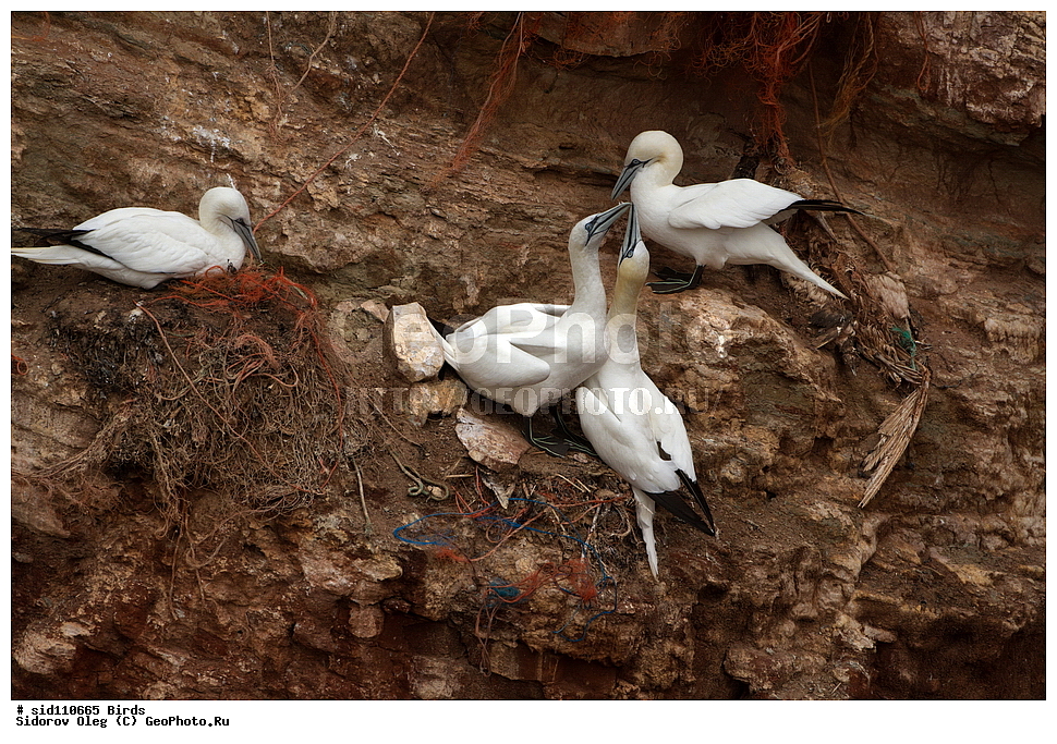 ��������, ��������, �����, �����, ��������, �����������, ������� �����, ������� �����, XYZ, ��������, Sulidae, �������� �����, Morus bassanus, Sula bassana