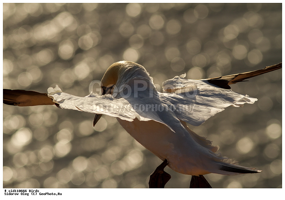 ��������, ��������, �����, �����, ��������, �����������, ������� �����, ������� �����, XYZ, ��������, Sulidae, �������� �����, Morus bassanus, Sula bassana