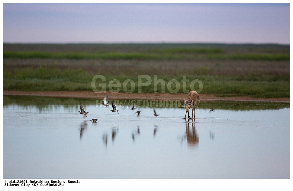 ��������, ��������, �������������, �������������, �����, �����, XYZ, ���������, Bovidae, C�����, �����, ������, Saiga tatarica, ������������ �������, ������, ������, �����