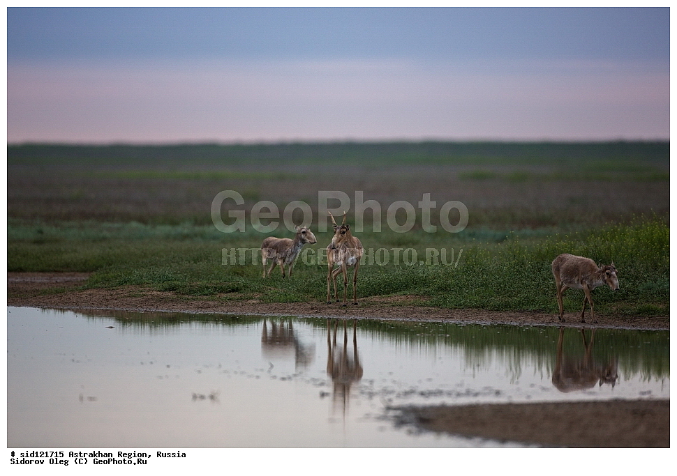 ��������, ��������, �������������, �������������, �����, �����, XYZ, ���������, Bovidae, C�����, �����, ������, Saiga tatarica, ������������ �������, ������, ������, �����