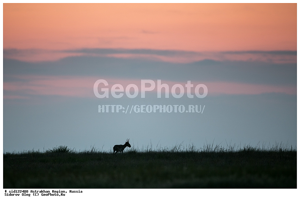 ��������, ��������, �������������, �������������, �����, �����, XYZ, ���������, Bovidae, C�����, �����, ������, Saiga tatarica, ������������ �������, ������, ������, �����