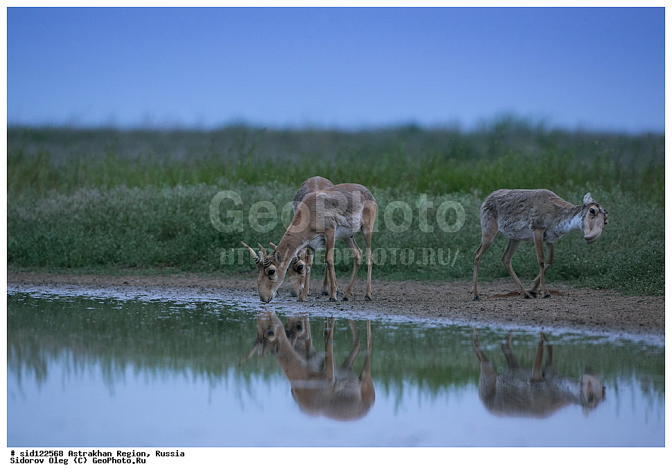 ��������, ��������, �������������, �������������, �����, �����, XYZ, ���������, Bovidae, C�����, �����, ������, Saiga tatarica, ������������ �������, ������, ������, �����