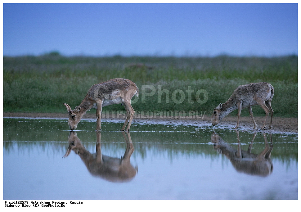 ��������, ��������, �������������, �������������, �����, �����, XYZ, ���������, Bovidae, C�����, �����, ������, Saiga tatarica, ������������ �������, ������, ������, �����