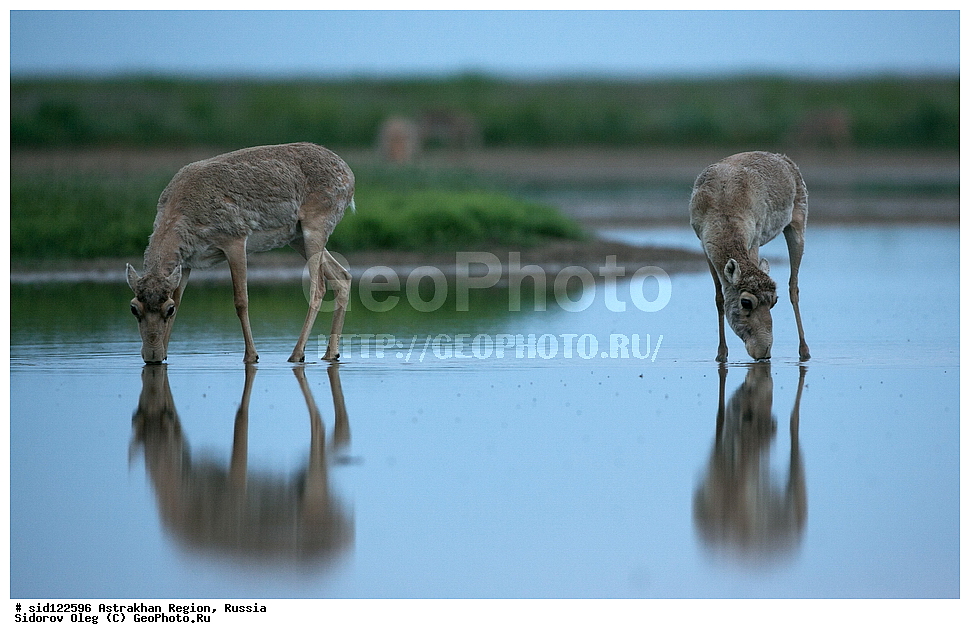 ��������, ��������, �������������, �������������, �����, �����, XYZ, ���������, Bovidae, C�����, �����, ������, Saiga tatarica, ������������ �������, ������, ������, �����