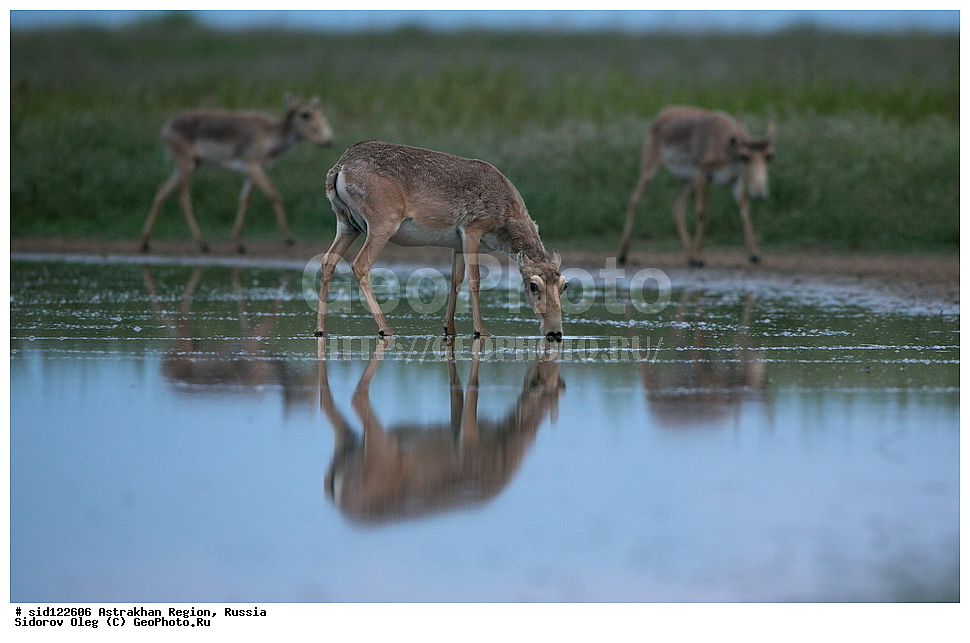 ��������, ��������, �������������, �������������, �����, �����, XYZ, ���������, Bovidae, C�����, �����, ������, Saiga tatarica, ������������ �������, ������, ������, �����