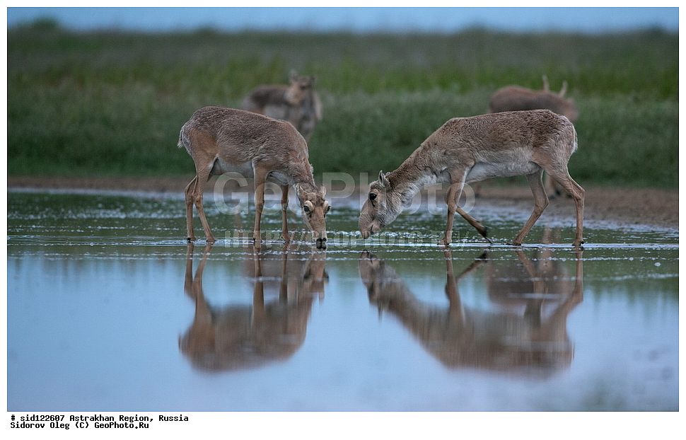 ��������, ��������, �������������, �������������, �����, �����, XYZ, ���������, Bovidae, C�����, �����, ������, Saiga tatarica, ������������ �������, ������, ������, �����