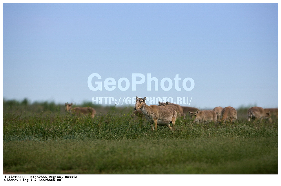 ��������, ��������, �������������, �������������, �����, �����, XYZ, ���������, Bovidae, C�����, �����, ������, Saiga tatarica, ������������ �������, ������, ������, �����