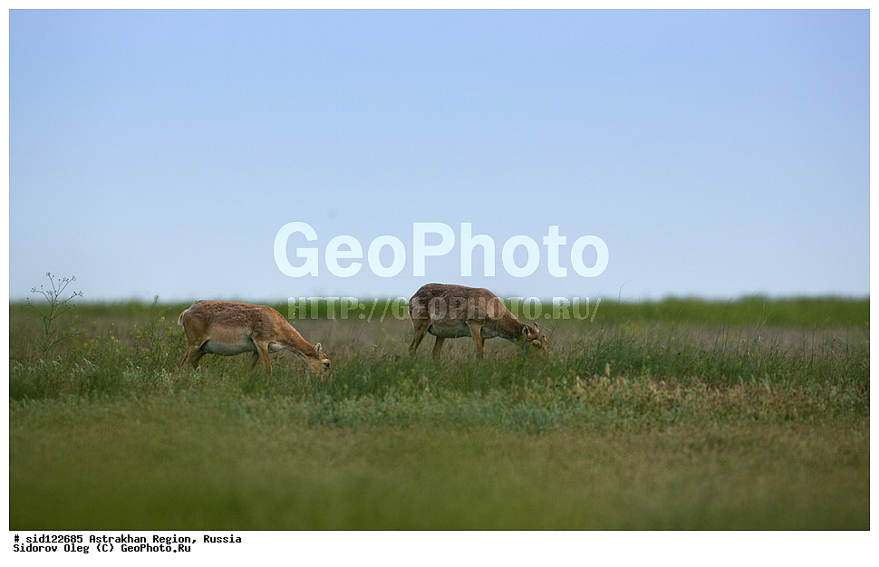 ��������, ��������, �������������, �������������, �����, �����, XYZ, ���������, Bovidae, C�����, �����, ������, Saiga tatarica, ������������ �������, ������, ������, �����