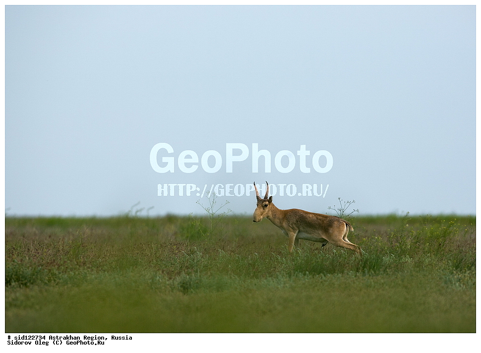 ��������, ��������, �������������, �������������, �����, �����, XYZ, ���������, Bovidae, C�����, �����, ������, Saiga tatarica, ������������ �������, ������, ������, �����