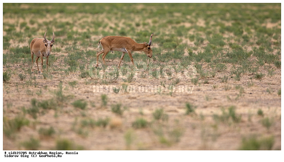 ��������, ��������, �������������, �������������, �����, �����, XYZ, ���������, Bovidae, C�����, �����, ������, Saiga tatarica, ������������ �������, ������, ������, �����