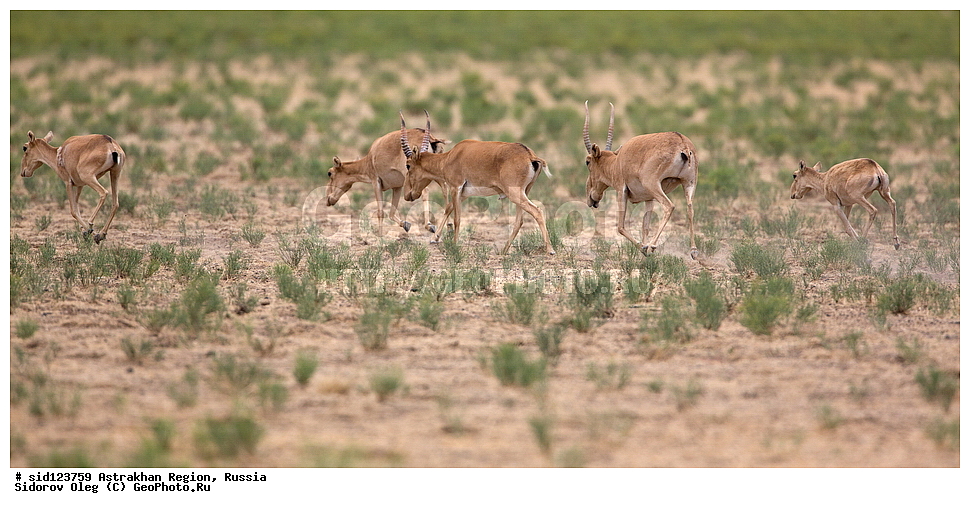 ��������, ��������, �������������, �������������, �����, �����, XYZ, ���������, Bovidae, C�����, �����, ������, Saiga tatarica, ������������ �������, ������, ������, �����