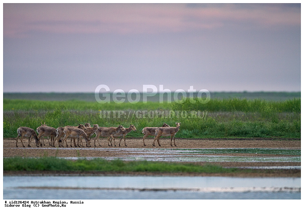 ��������, ��������, �������������, �������������, �����, �����, XYZ, ���������, Bovidae, C�����, �����, ������, Saiga tatarica, ������������ �������, ������, ������, �����