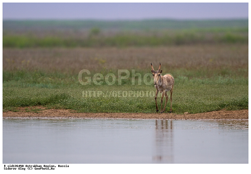 ��������, ��������, �������������, �������������, �����, �����, XYZ, ���������, Bovidae, C�����, �����, ������, Saiga tatarica, ������������ �������, ������, ������, �����