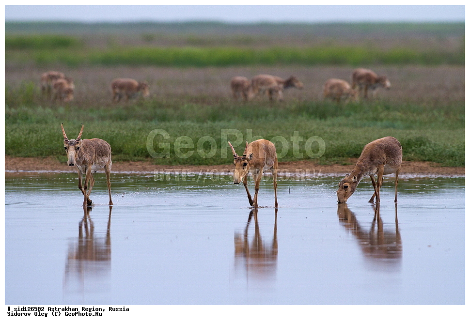��������, ��������, �������������, �������������, �����, �����, XYZ, ���������, Bovidae, C�����, �����, ������, Saiga tatarica, ������������ �������, ������, ������, �����