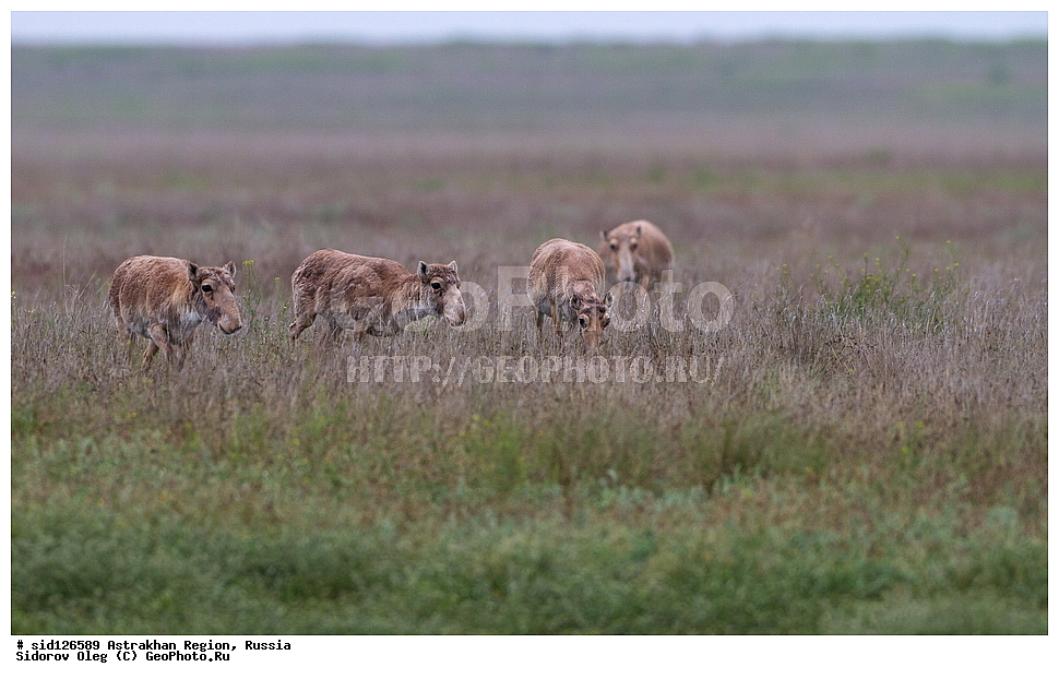 ��������, ��������, �������������, �������������, �����, �����, XYZ, ���������, Bovidae, C�����, �����, ������, Saiga tatarica, ������������ �������, ������, ������, �����