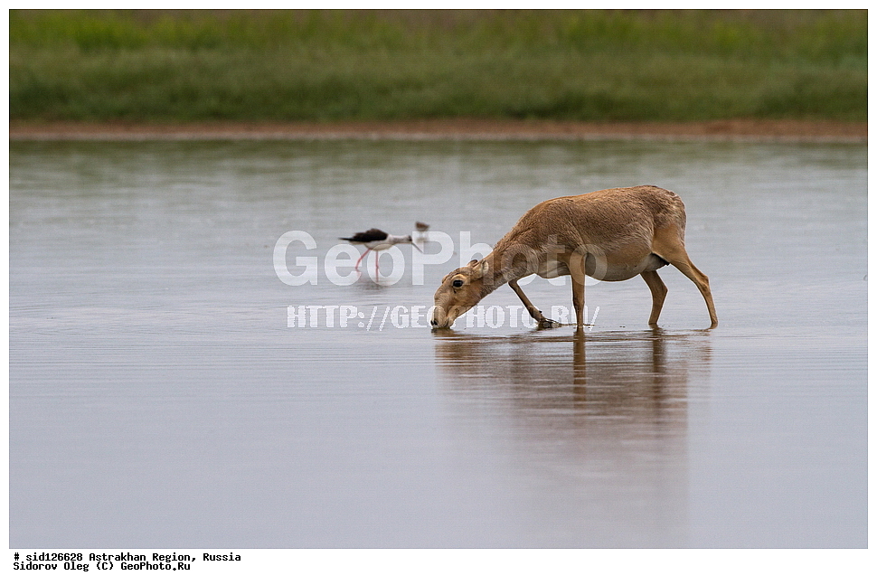 ��������, ��������, �������������, �������������, �����, �����, XYZ, ���������, Bovidae, C�����, �����, ������, Saiga tatarica, ������������ �������, ������, ������, �����