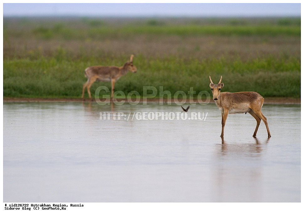 ��������, ��������, �������������, �������������, �����, �����, XYZ, ���������, Bovidae, C�����, �����, ������, Saiga tatarica, ������������ �������, ������, ������, �����