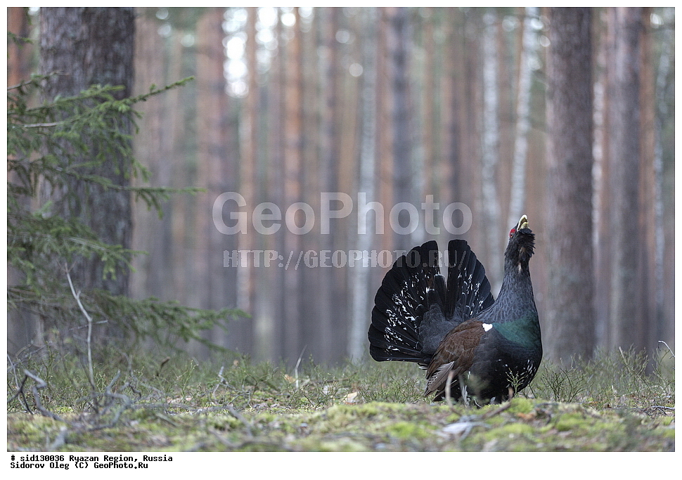  ��������, ��������, �����, �����, ��������, �����������, XYZ, �����������, Tetraonidae, �������, ������������ �������, Tetrao urogallus, ��������� �������, ������