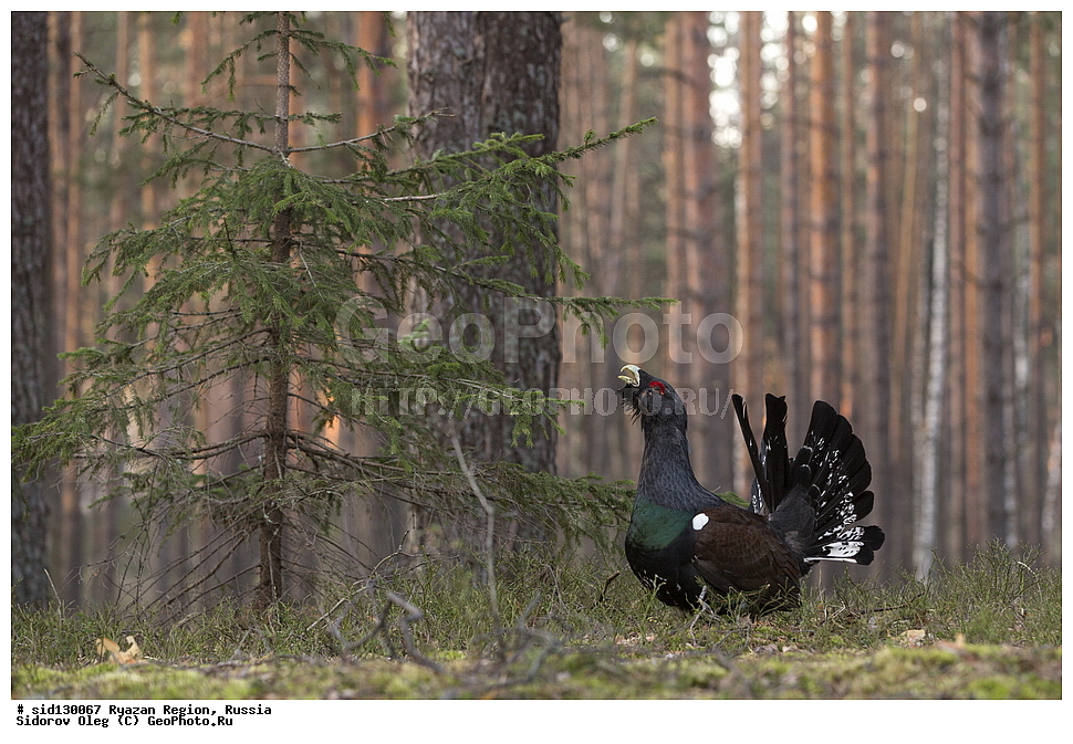  ��������, ��������, �����, �����, ��������, �����������, XYZ, �����������, Tetraonidae, �������, ������������ �������, Tetrao urogallus, ��������� �������, ������