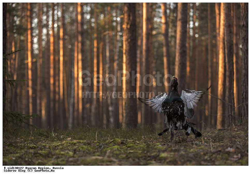  ��������, ��������, �����, �����, ��������, �����������, XYZ, �����������, Tetraonidae, �������, ������������ �������, Tetrao urogallus, ��������� �������, ������