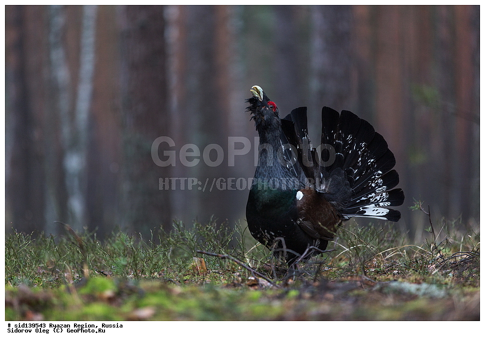  ��������, ��������, �����, �����, ��������, �����������, XYZ, �����������, Tetraonidae, �������, ������������ �������, Tetrao urogallus, ��������� �������, ������