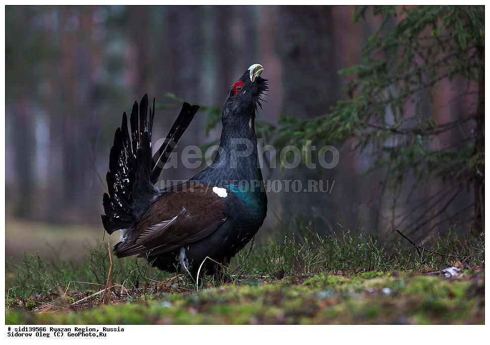  ��������, ��������, �����, �����, ��������, �����������, XYZ, �����������, Tetraonidae, �������, ������������ �������, Tetrao urogallus, ��������� �������, ������