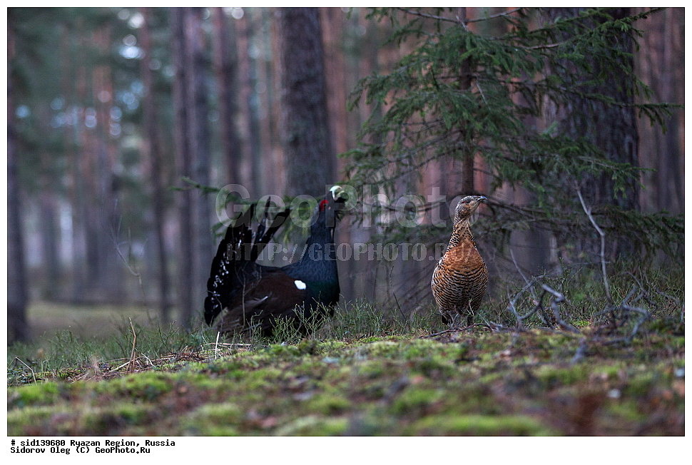  ��������, ��������, �����, �����, ��������, �����������, XYZ, �����������, Tetraonidae, �������, ������������ �������, Tetrao urogallus, ��������� �������, ������