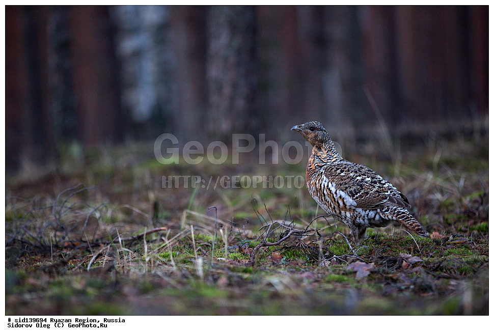  ��������, ��������, �����, �����, ��������, �����������, XYZ, �����������, Tetraonidae, �������, ������������ �������, Tetrao urogallus, ��������� �������, ������