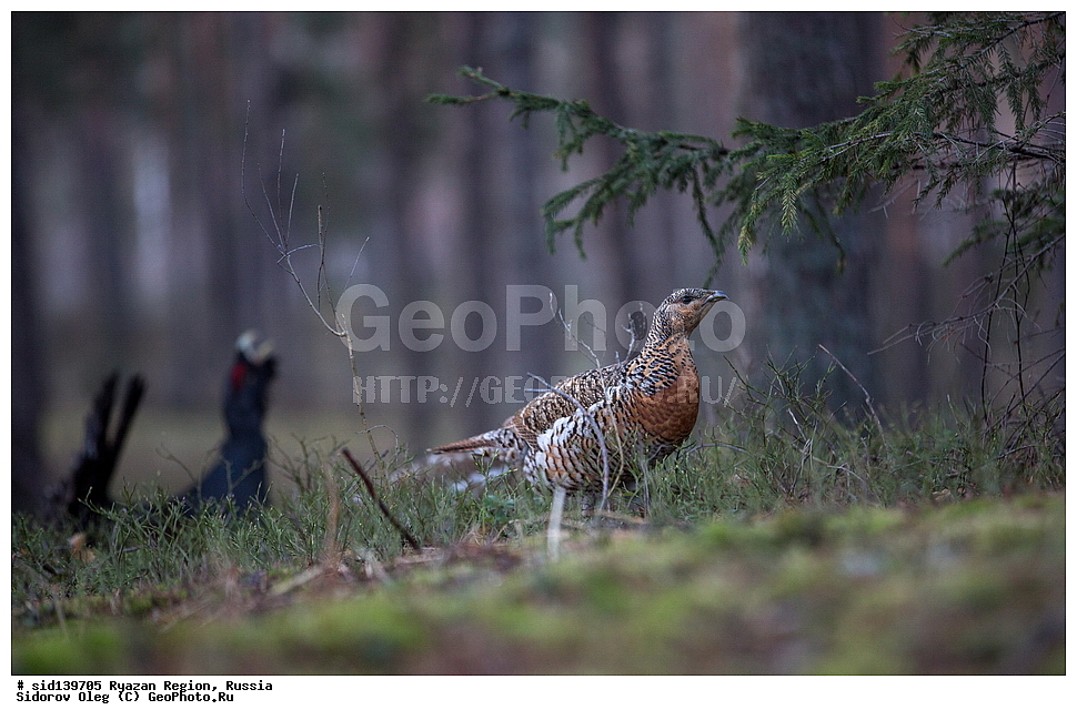  ��������, ��������, �����, �����, ��������, �����������, XYZ, �����������, Tetraonidae, �������, ������������ �������, Tetrao urogallus, ��������� �������, ������