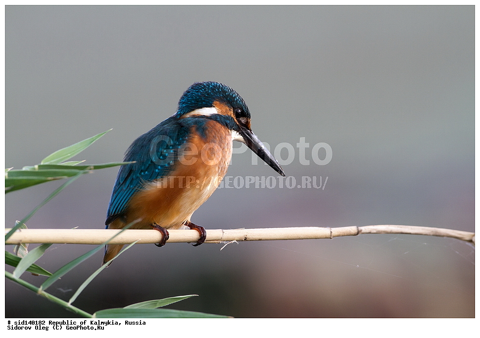 ��������, ��������, �����, �����, ��������, �����������, XYZ, ������������, Alcedinidae, ������������ ���������, Alcedo atthis, ����� �����-������, ��������, ������