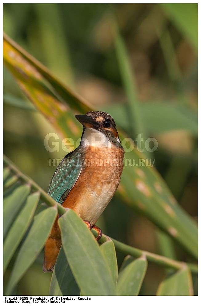 ��������, ��������, �����, �����, ��������, �����������, XYZ, ������������, Alcedinidae, ������������ ���������, Alcedo atthis, ����� �����-������, ��������, ������