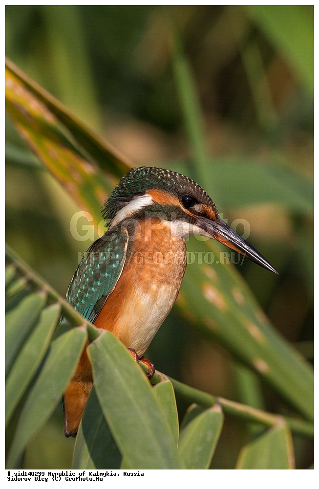 ��������, ��������, �����, �����, ��������, �����������, XYZ, ������������, Alcedinidae, ������������ ���������, Alcedo atthis, ����� �����-������, ��������, ������