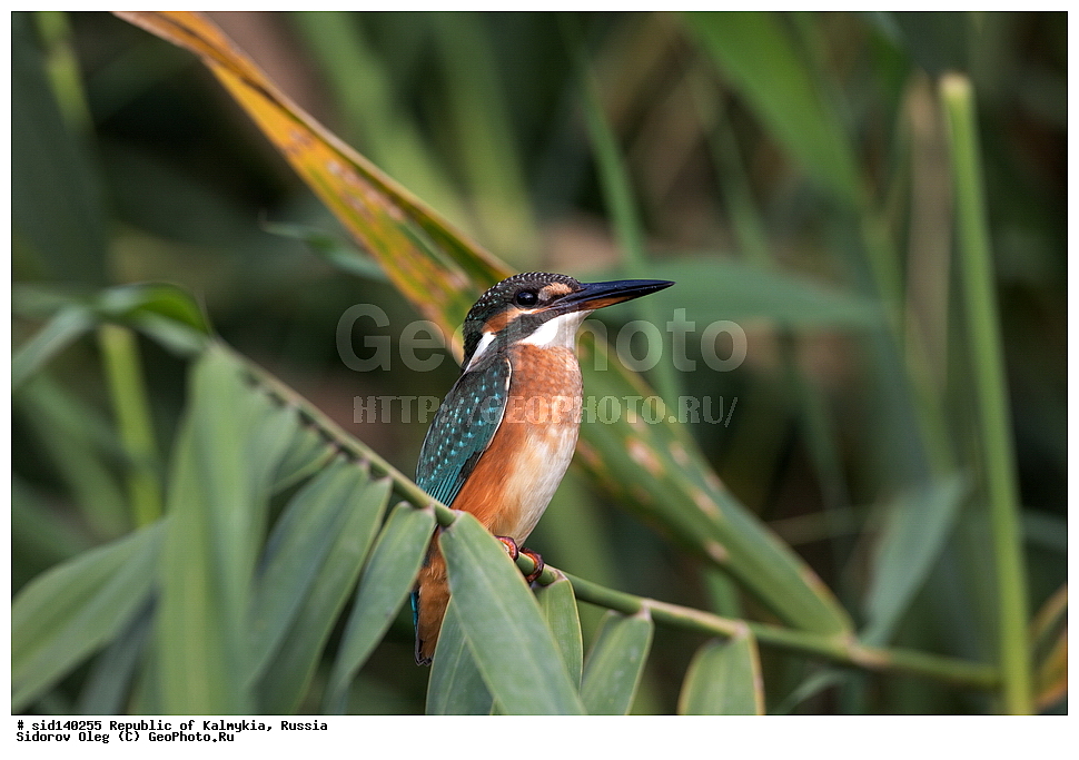��������, ��������, �����, �����, ��������, �����������, XYZ, ������������, Alcedinidae, ������������ ���������, Alcedo atthis, ����� �����-������, ��������, ������