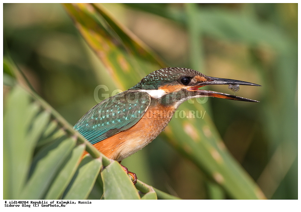 ��������, ��������, �����, �����, ��������, �����������, XYZ, ������������, Alcedinidae, ������������ ���������, Alcedo atthis, ����� �����-������, ��������, ������