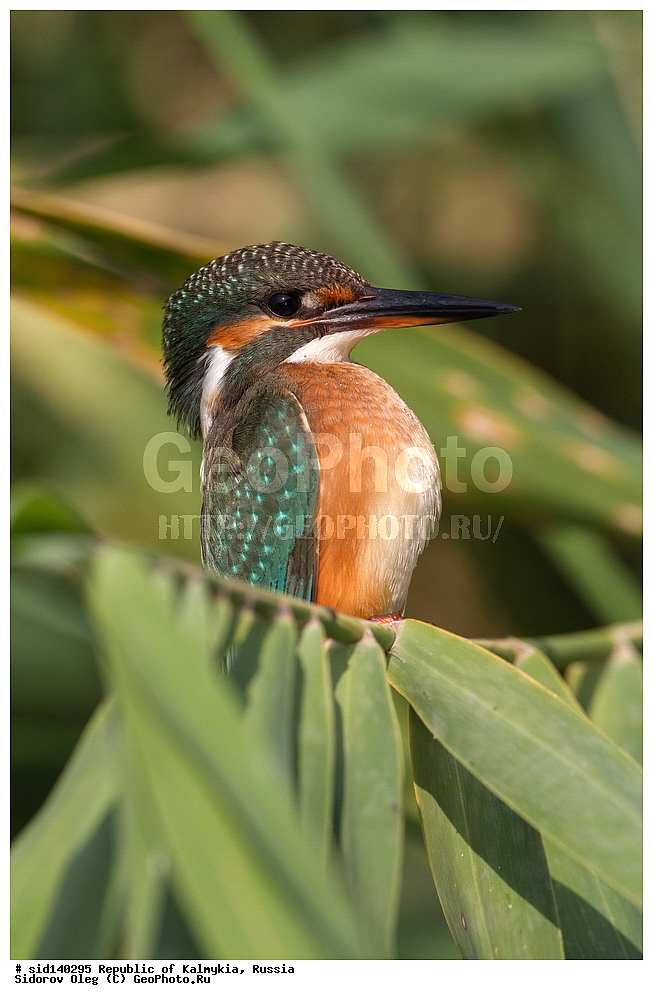 ��������, ��������, �����, �����, ��������, �����������, XYZ, ������������, Alcedinidae, ������������ ���������, Alcedo atthis, ����� �����-������, ��������, ������