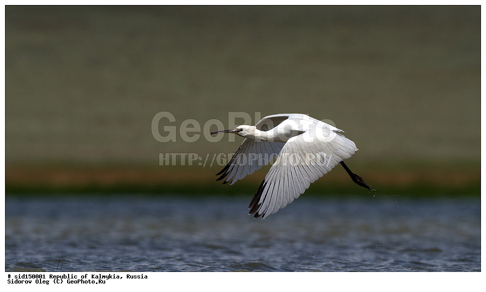 ��������, ��������, ��������, �����������, �����, �����, XYZ, ��������, Threskiornithidae, �������, ������������ �������, Platalea leucorodia, ��������, ������