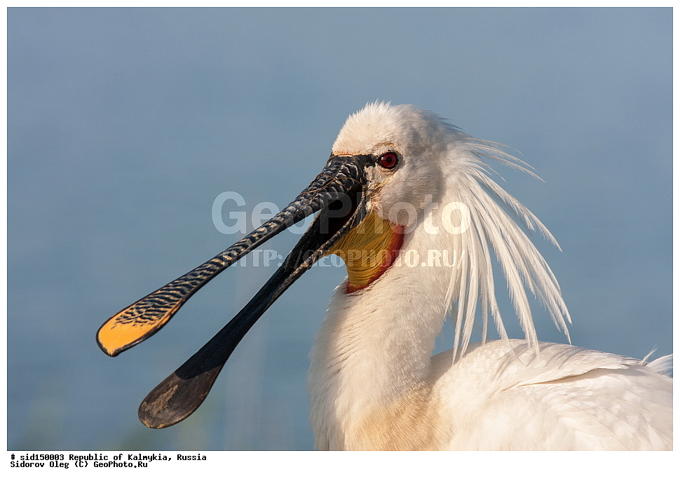 ��������, ��������, ��������, �����������, �����, �����, XYZ, ��������, Threskiornithidae, �������, ������������ �������, Platalea leucorodia, ��������, ������