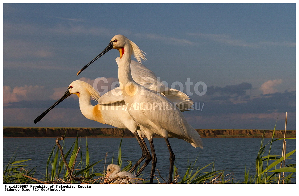 ��������, ��������, ��������, �����������, �����, �����, XYZ, ��������, Threskiornithidae, �������, ������������ �������, Platalea leucorodia, ��������, ������