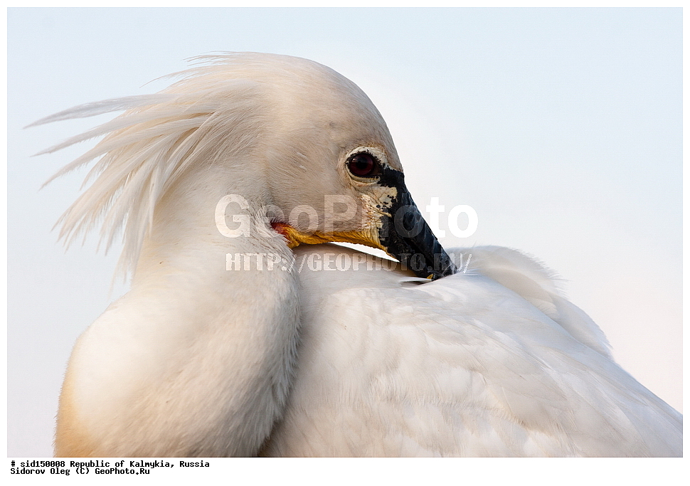 ��������, ��������, ��������, �����������, �����, �����, XYZ, ��������, Threskiornithidae, �������, ������������ �������, Platalea leucorodia, ��������, ������