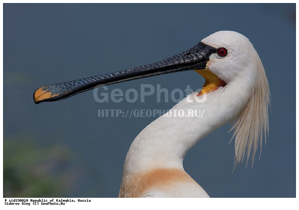 ��������, ��������, ��������, �����������, �����, �����, XYZ, ��������, Threskiornithidae, �������, ������������ �������, Platalea leucorodia, ��������, ������