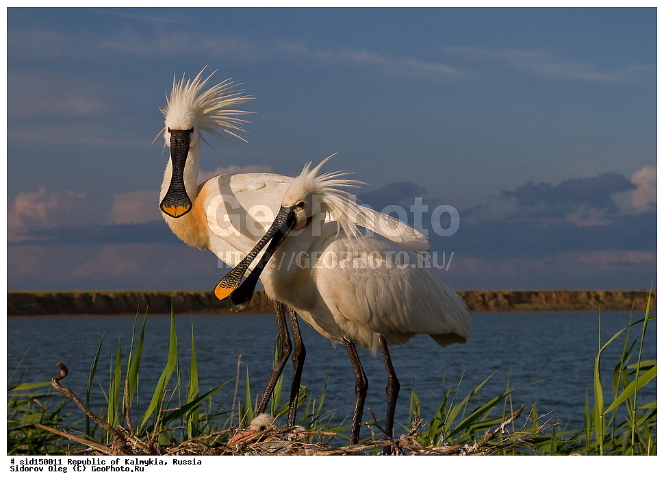��������, ��������, ��������, �����������, �����, �����, XYZ, ��������, Threskiornithidae, �������, ������������ �������, Platalea leucorodia, ��������, ������