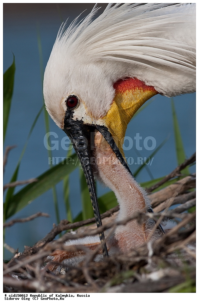 ��������, ��������, ��������, �����������, �����, �����, XYZ, ��������, Threskiornithidae, �������, ������������ �������, Platalea leucorodia, ��������, ������