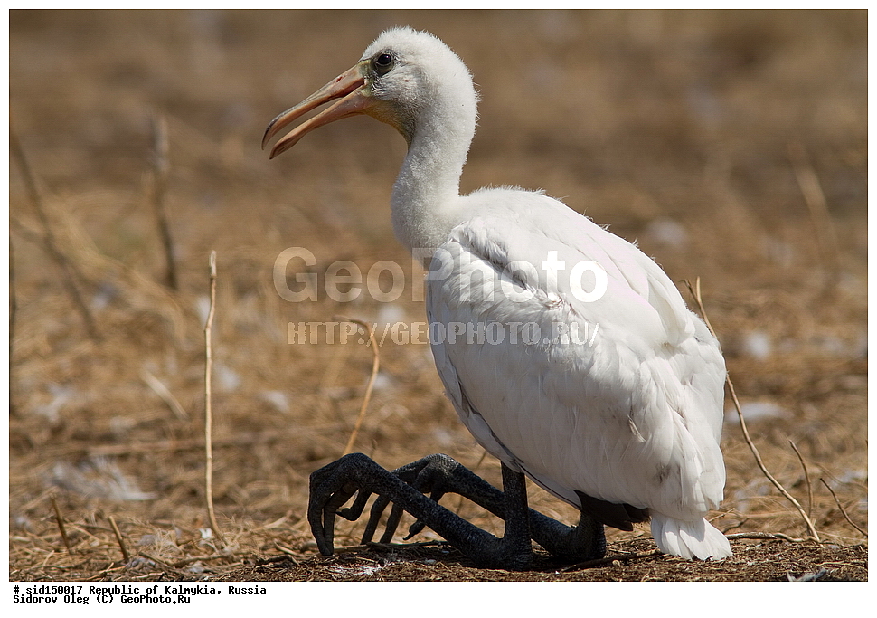 ��������, ��������, ��������, �����������, �����, �����, XYZ, ��������, Threskiornithidae, �������, ������������ �������, Platalea leucorodia, ��������, ������