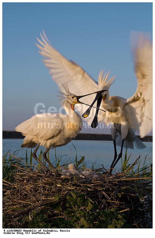 ��������, ��������, ��������, �����������, �����, �����, XYZ, ��������, Threskiornithidae, �������, ������������ �������, Platalea leucorodia, ��������, ������