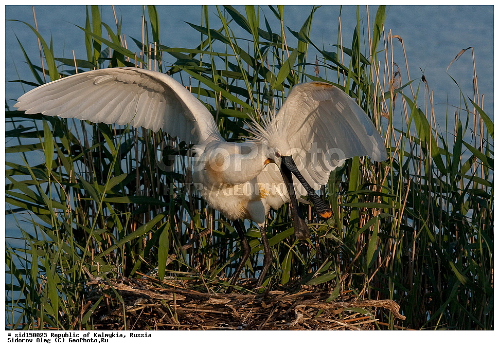 ��������, ��������, ��������, �����������, �����, �����, XYZ, ��������, Threskiornithidae, �������, ������������ �������, Platalea leucorodia, ��������, ������